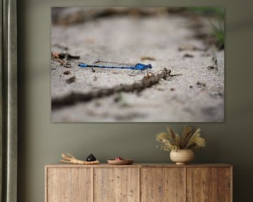 Libelle. by Eelco Warmerdam