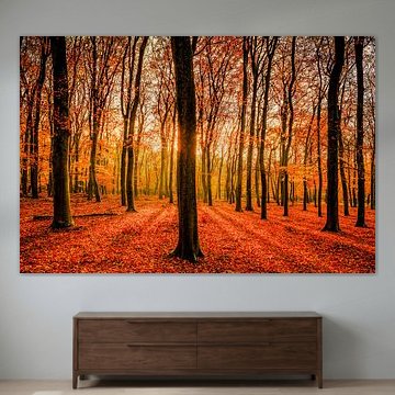 Beech grove in the Leuvenumse bunch during the autumn. by Sjoerd van der Wal Photography