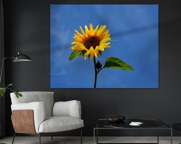 Sonnenblume van Roland Klinge