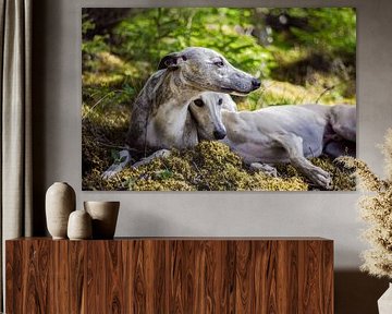 Whippets - Elbenwald sur Christine Nöhmeier