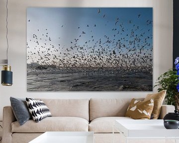 Seagulls in Scheveningen - The Netherlands by Tamara Witjes