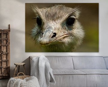 nieuwsgierige struisvogel (nieuwsgierig aagje) van vanetty onderstal