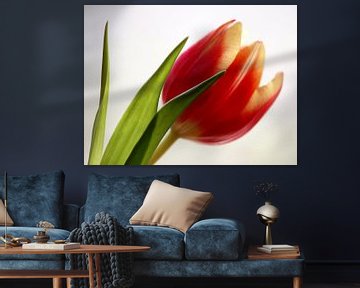 Red Tulip 1 van Marjon van Vuuren