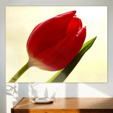 Red Tulip 2