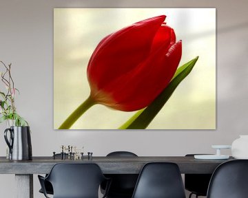 Red Tulip 2