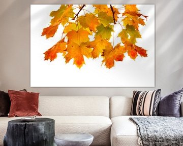 Gekleurde herfstbladeren van Corinne Welp