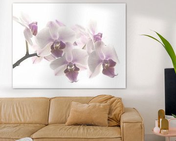 Orchidée pastel  sur Marjon van Vuuren