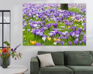 Crocusfield von Tamara Witjes