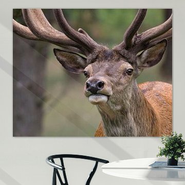 big boss van anja voorn