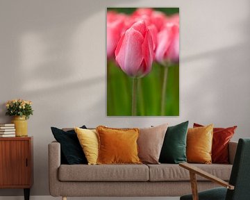 Roze tulpen - Keukenhof van Tamara Witjes