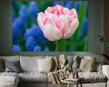 Wit-roze tulp - Keukenhof van Tamara Witjes