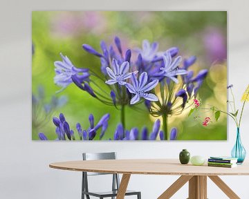 Blauwe agapanthus bloemen sur Corinne Welp