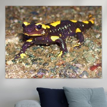 Fire Salamander