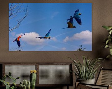 Twee koppels papegaaien in volle vlucht van André van der Hoeven