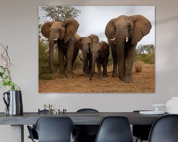 2 moeder olifanten met hun baby's by Louise Hoffmann