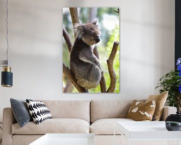 Koala van Chris & Annelies de Waal