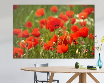 Poppies by Ad Jekel