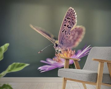 Butterfly by Arnaud Bertrande