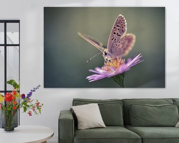 Butterfly by Arnaud Bertrande