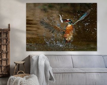 Ijsvogel duikt op van Gejo Wassink