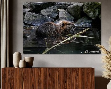 Wasserrratte