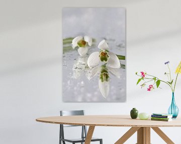 Sneeuwklokjes (Galanthus nivalis) van Tamara Witjes