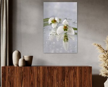 Sneeuwklokjes (Galanthus nivalis) van Tamara Witjes