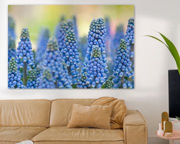 Blauwe druifjes (Muscari botryoides) van Tamara Witjes