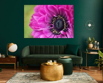 Purple anemone von Tamara Witjes