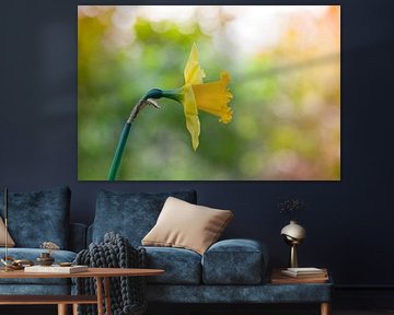 Narcissus von Tamara Witjes