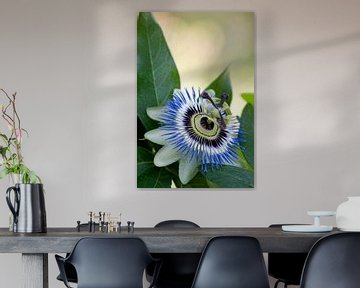 Blauwe passiebloem (Passiflora caerulea) van Tamara Witjes