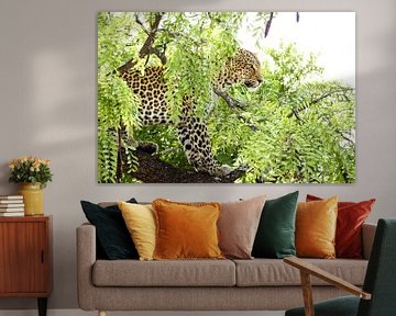 Krachtig portret van een luipaard in de Afrikaanse jungle van Romy Wieffer