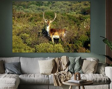 Meeting fallow-deer in Dutch dunes von Romy Wieffer