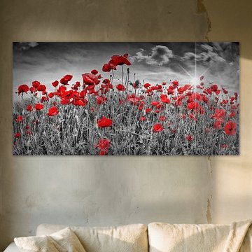 Idyllisches Mohnblumenfeld | colorkey 