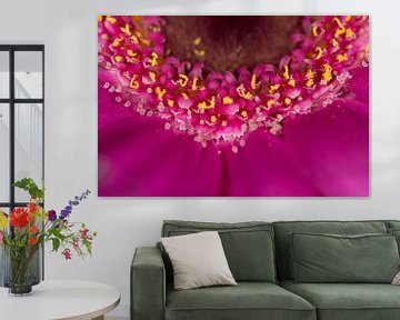 Roze gerbera