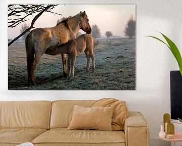 Konik horses van Anne Koop