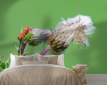  Rood soldaatje op een uitgebloeide akkerdistel