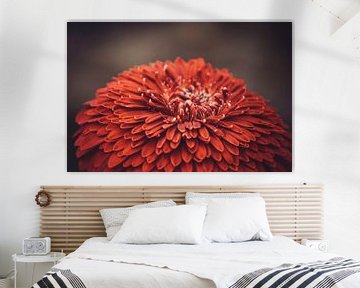 Auf der Spitze eines roten Blume von Stedom Fotografie