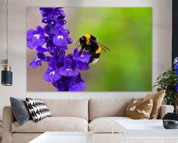 Biene auf einer Blume von Stedom Fotografie