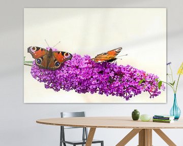 Peacock butterflies on a butterfly Bush.