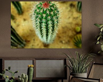 Cactus van Stedom Fotografie
