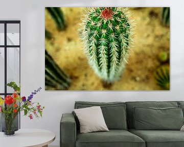 Cactus von Stedom Fotografie