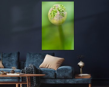 Knop van sierui (Allium) van Tamara Witjes