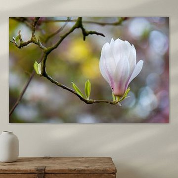 Magnolia soulangeana