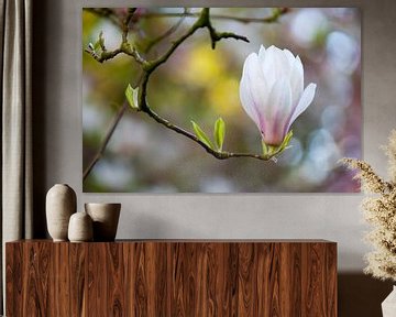 Beverboom (Magnolia soulangeana) van Tamara Witjes