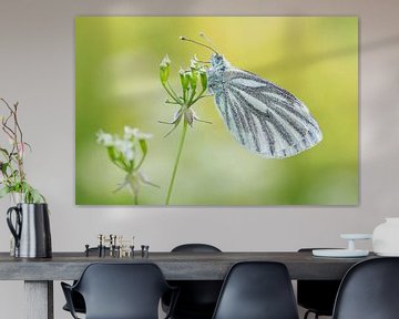 Green-veined white sur Hugo Meekes