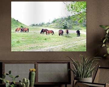 Wilde paarden in noord holland