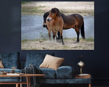 wilde paarden in noord Holland