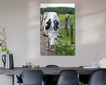 Koe by Suzanne van der Lubbe