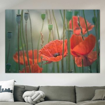 Malerische Mohnblumen